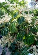 Tetrapanax papyriferus 